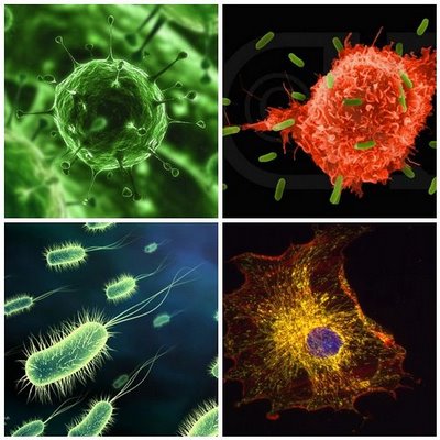Bacteria Germ Pictures 5
