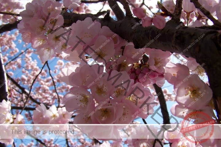 Cherry Blossom Festival 7 1