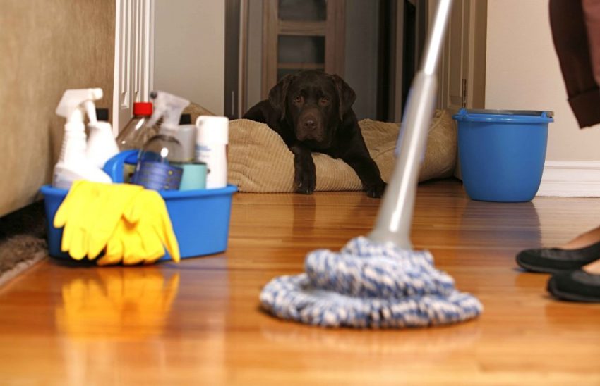 How to Keep House Clean When Your Dog is in Heat