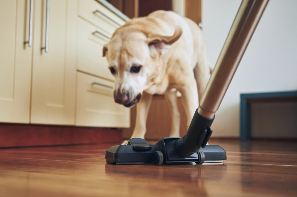 Best Techniques for Cleaning Up Pet Hair from Furniture