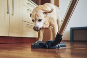 Best Techniques for Cleaning Up Pet Hair from Furniture e1586961950234
