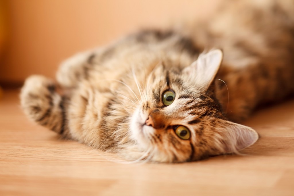 Removing Cat and Dog Hair from Your Home