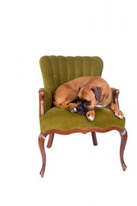 dog on a chair scaled