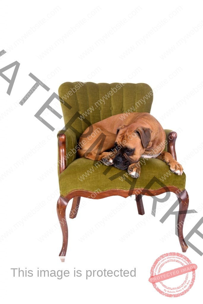 dog on a chair scaled